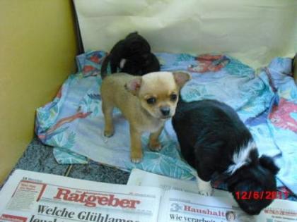 3 3 Kleine Chihuahua Welpen Babys abzugeben 3 3