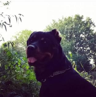 Rottweiler malinoi mischlings Welpen