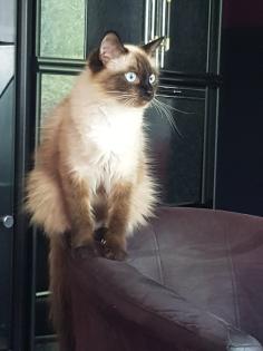Reinrassige Siam Kitten Balinesisch