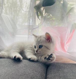 Bkh Kitten British kurhaar Kitten