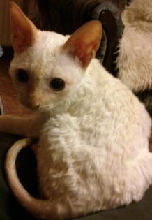 Cornish Rex lockenkatze-siammix