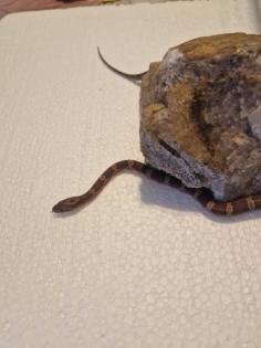 Ein schönes Zu Hause gesucht für unsere kleinen Kornnatterbabys