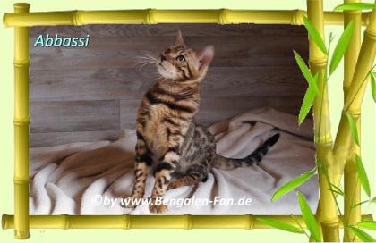 Bengal Kater Abbassi immer gut gelaunt fröhlich und lieb