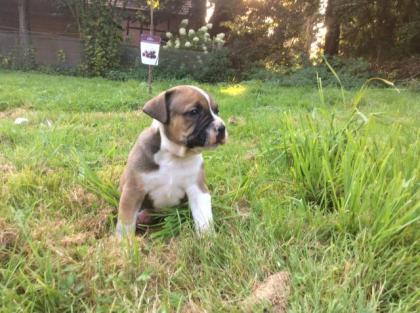 Wunderschöne Tricolour OEB Welpen noch 2 kräftige freiatmente Rüden