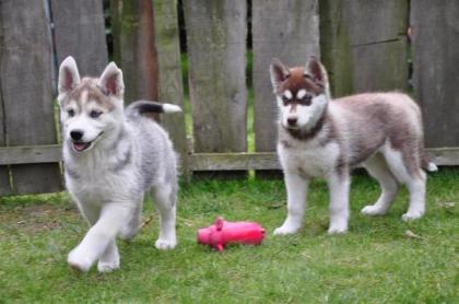 O. S. H. B. G Outstanding Siberian Husky