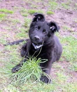 Onyx Rüde Welpe Altdeutscher Schäferhund DDR Linien