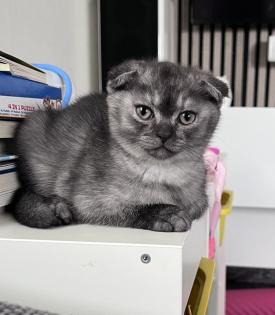 Britisch kurzhaar Kitten Scotisch Fold mix