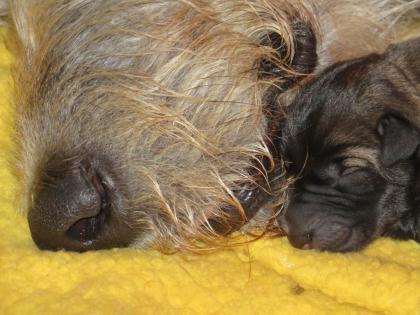 Irish Wolfhound Zwinger BiGi s Wolf hat Baby-Wölfe