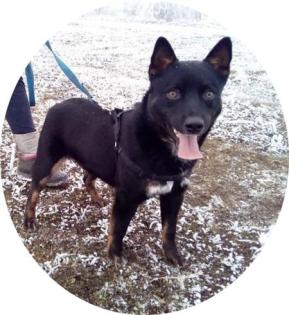 TURBO - 10 MONATE - TRAUMHUND IN NOT aus dem Tierschutz
