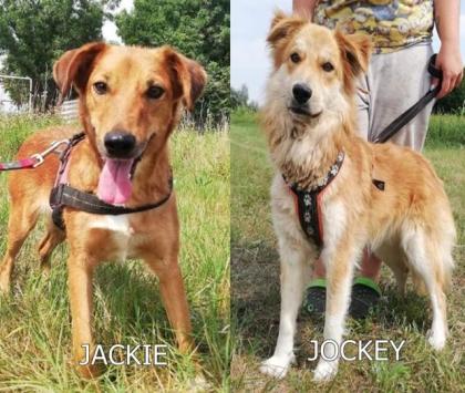 JOCKIE UND JACKIE - GIBT ES NUR ZUSAMMEN HERRCHEN VERSTORBEN aus dem Tierschut