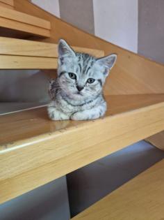 Liebevolle süße BKH Kitten abzugeben