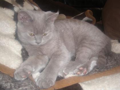 4 mon junge bkh katze zu verkaufen