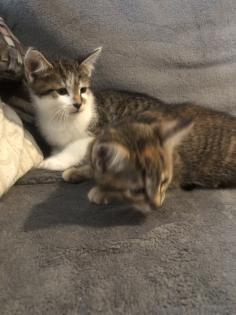 Kleiner braver Kater sucht neues Zuhause