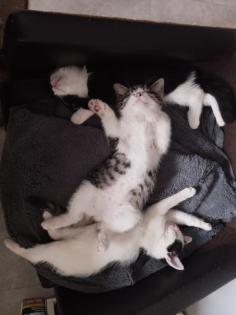 Mischlings Kätzchen