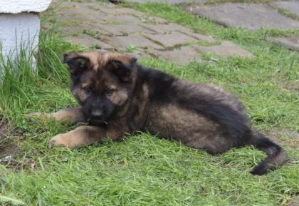 Rüden Welpen Altdeutscher Schäferhund DDR Linien