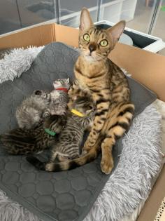 Bengal/BKH mix Kitten Erbkrankheitenfrei