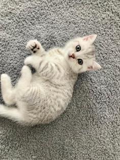 Bkh Kitten British kurhaar Kitten