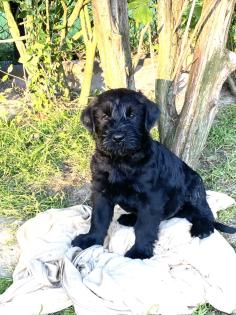 Riesenschnauzer-Welpen