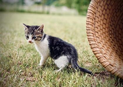 Kitten Bildhübsche Kätzchen