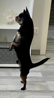 Deckrüde