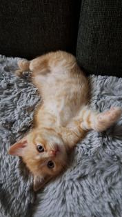 BKH-kitten Red-tabby-kater