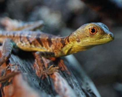 Basiliscus plumifrons Stirnlappenbasilisken NZ 2022