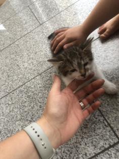 Kleiner braver Kater sucht neues Zuhause