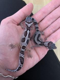 0. 1 Mack Snow Stripe Leopardgecko Weibchen Enz 23 abzugeben