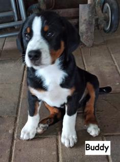 Appenzeller Sennenhund Welpen