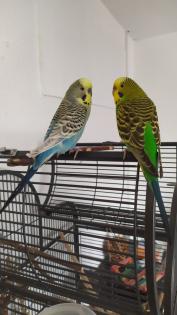 Wellensittich Pärchen Zahm