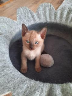 Tonkanese Kitten -650 00 Euro VB