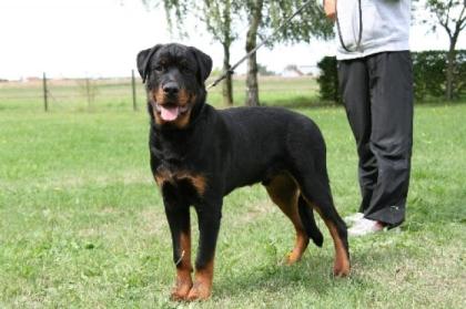 Rottweilerrüde 7 Monate