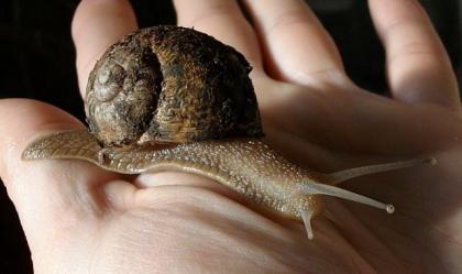 Gefleckte Weinbergschnecke Cornu aspersum