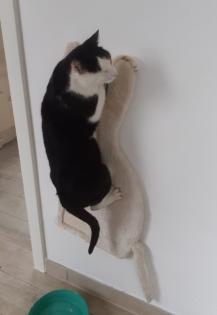 Freak - unvermittelbar aus dem Tierschutz