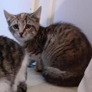 Curley - unvermittelbar aus dem Tierschutz