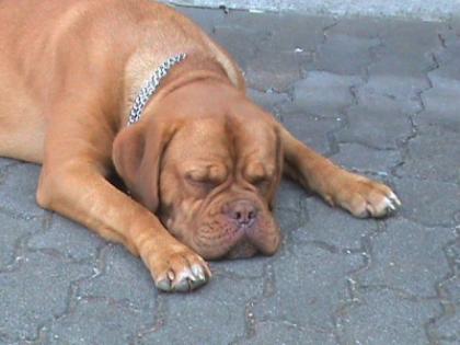 Bordeauxdoggen-Welpen Wurfankündigung Vom Aschbachtal