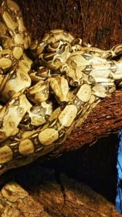 Boa c. constrictor NZ 2022 abzugeben