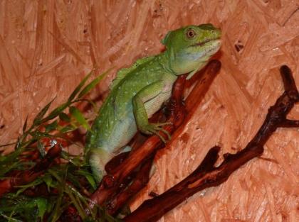 1 0 Stirnlappenbasilisk Basiliscus plumifrons 09