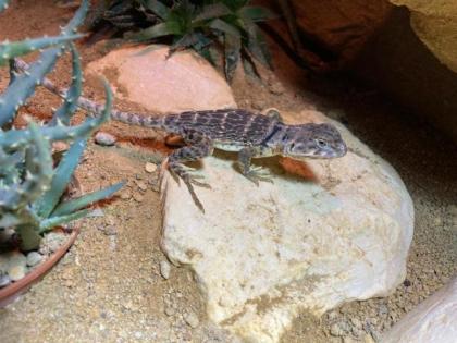 Halsbandleguan Weibchen Crotaphytus collaris ca. 1 5 Jahre alt