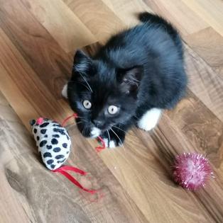 Norwegische Waldkatze