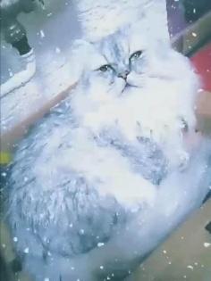 Dringend Monty Kastrierter Perser Kater Silver Shadow 3 5 Jahre