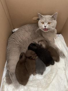 Britisch Kurzhaar Kitten BKH