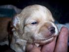 Chihuahuawelpen