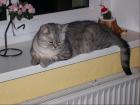 Maine Coon-Katerchen