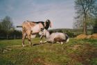 Ziegenfreunde der Rasse der Anglo-Nubier aufgepasst