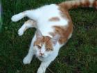 Rot/Weisser super Kater ca 15 mon. sucht