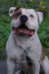 Wir erwarten Am. Bulldog-Stafford mix welpen