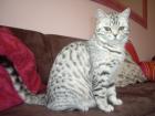 Katze abzugeben BKH Britisch Kurzhaar tabby black silver spotted Whiskas- Katz