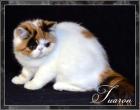 Wundschönen Exotic SH Kitten