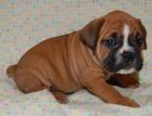 Boxerwelpen